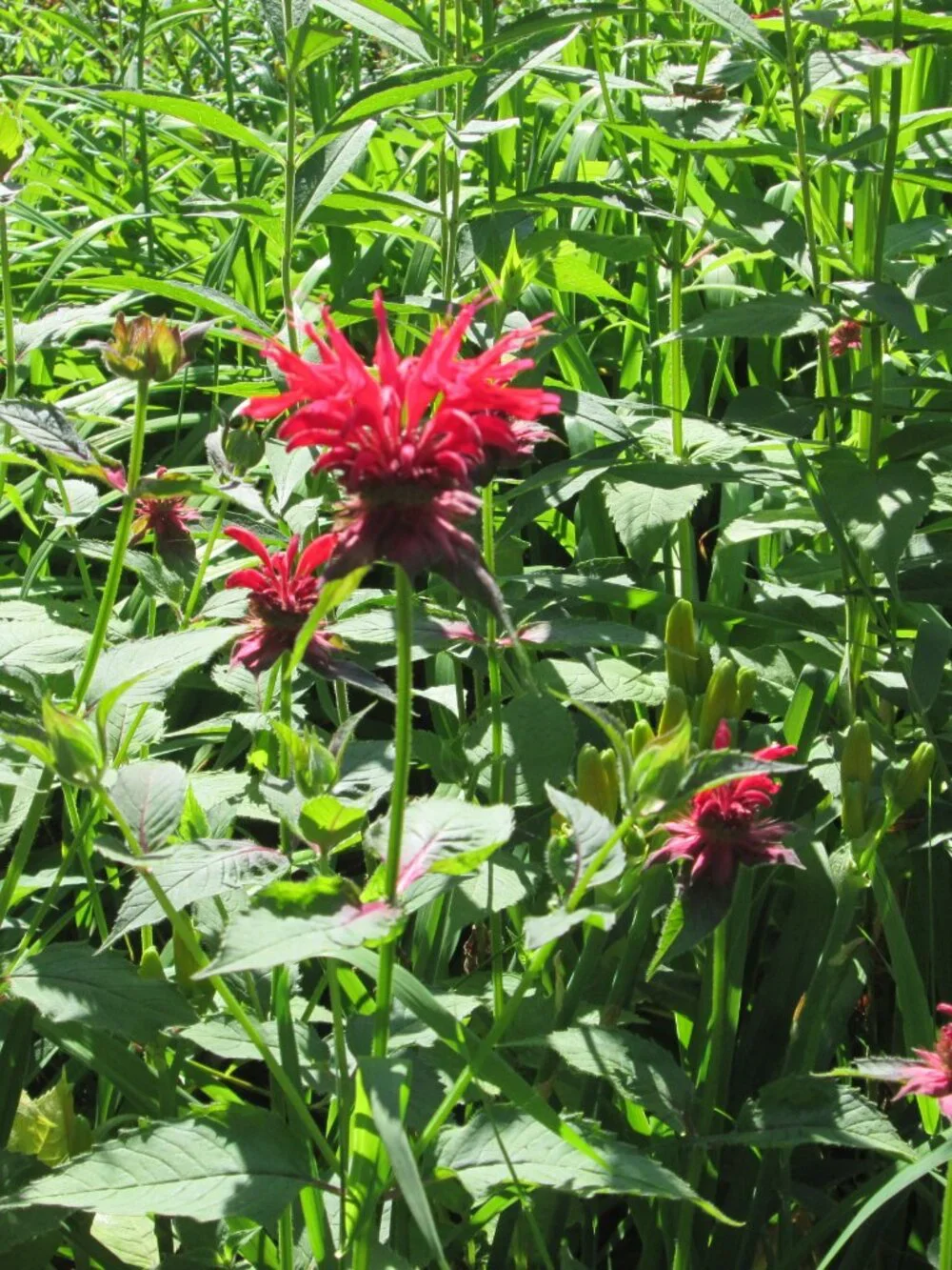8 scarlett Red bee balm Monarda perennial live plants zone 3-8